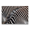 Close-up zebra stripes canvas wall art showing bold black and white wildlife photography pattern with brown mane detail