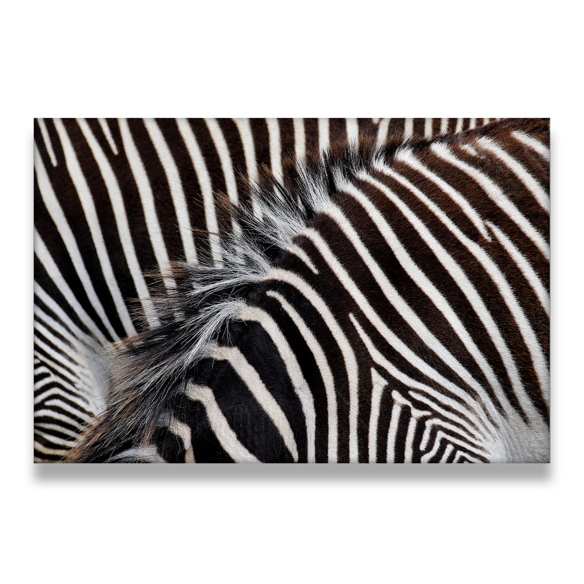 Close-up zebra stripes canvas wall art showing bold black and white wildlife photography pattern with brown mane detail