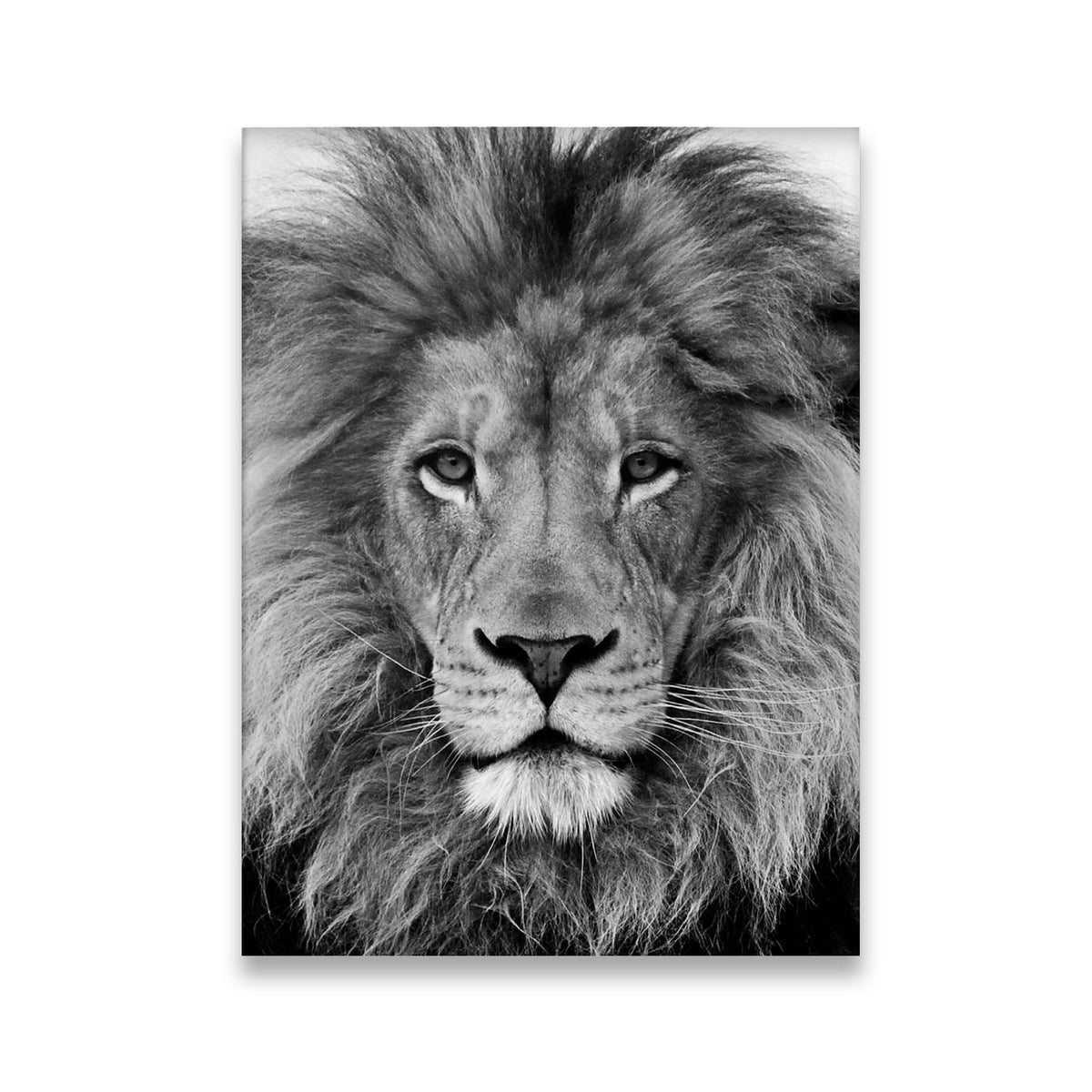 The King Lion Canvas Wall Art front view on premium gallery-wrapped canvas